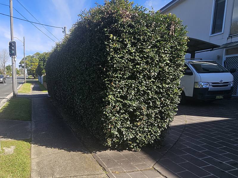 Overgrown hedge cut back to shape along a Sydney property boundary