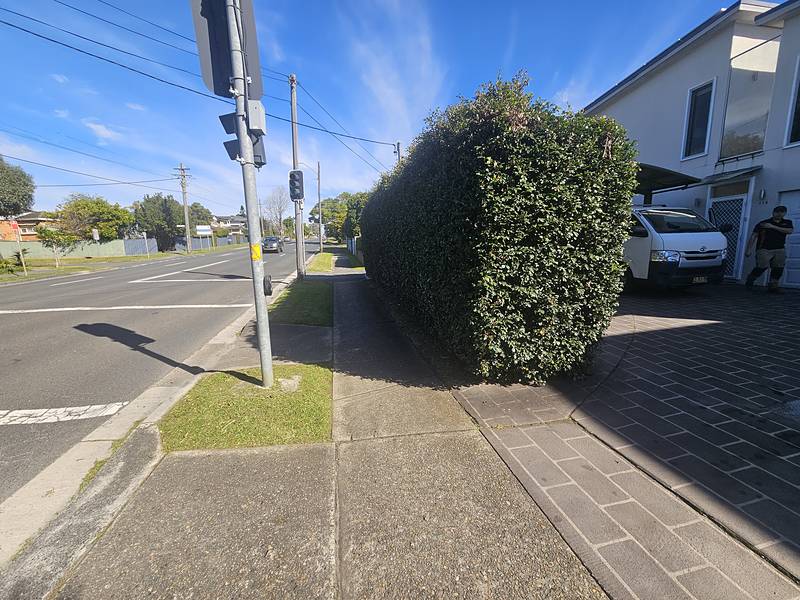 Squared-off hedge trimmed back off a Sydney footpath